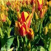 cervenozluty tulipan vicekvety wonder club 6