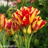 cervenozluty tulipan vicekvety wonder club 1