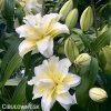 bilo zluta lilie orient roselily ludwina 2