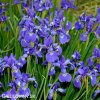 modry iris sibirsky kosatec blue king 3