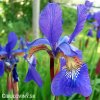 modry iris sibirsky kosatec blue king 4
