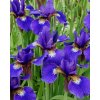 Iris blue king sibirica 03