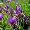 fialovy iris sibirsky kosatec claret sibirica 2
