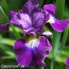 fialovy iris sibirsky kosatec claret sibirica 3