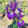 fialovy iris sibirsky kosatec claret sibirica 5