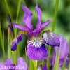 fialovy iris sibirsky kosatec claret sibirica 1