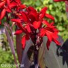 cervena Dosna Red Futurity 2