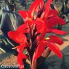 cervena Dosna Red Futurity 5