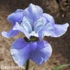 svetle modry iris sibirsky kosatec imperial velvet 2