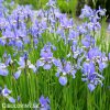 svetle modry iris sibirsky kosatec imperial velvet 3