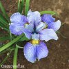 svetle modry iris sibirsky kosatec imperial velvet 4