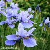 svetle modry iris sibirsky kosatec imperial velvet 5