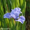 svetle modry iris sibirsky kosatec imperial velvet 1