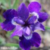 fialovy iris sibirsky kosatec shirley pope 2