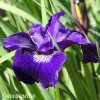 fialovy iris sibirsky kosatec shirley pope 3