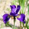 fialovy iris sibirsky kosatec shirley pope 5