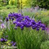 fialovy iris sibirsky kosatec shirley pope 4