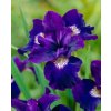 Iris shirley pope sibirica 01