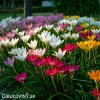 zephyranthes mix destova lilie smes barev 5