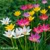zephyranthes mix destova lilie smes barev 1