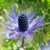 eryngium macka alpska 3