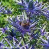 eryngium macka alpska 6