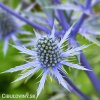 eryngium macka alpska 7