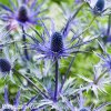 eryngium macka alpska 1