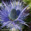 eryngium macka alpska 5