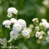 gypsophila perfecta sater plnokvety bily nevestin zavoj 2