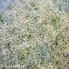 gypsophila perfecta sater plnokvety bily nevestin zavoj 3