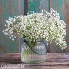 gypsophila perfecta sater plnokvety bily nevestin zavoj 4