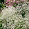 gypsophila perfecta sater plnokvety bily nevestin zavoj 5