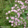 gypsophila flamingo sater ruzovy nevestin zavoj 2