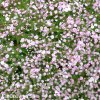 gypsophila flamingo sater ruzovy nevestin zavoj 4