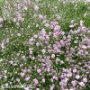 gypsophila flamingo sater ruzovy nevestin zavoj 5