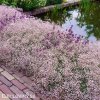 gypsophila flamingo sater ruzovy nevestin zavoj 6