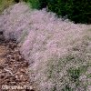 gypsophila flamingo sater ruzovy nevestin zavoj 1