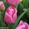ruzovy tulipan carola 3