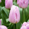ruzovy tulipan light pink prince 1