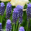 fialovy modrenec muscari night eyes 2