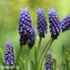 fialovy modrenec muscari night eyes 3