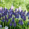 fialovy modrenec muscari night eyes 4