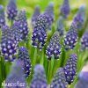 fialovy modrenec muscari night eyes 5