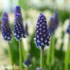 fialovy modrenec muscari night eyes 6