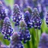 fialovy modrenec muscari night eyes 1