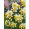 Narcissus Eaton Song 1 1