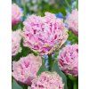 Tulipa Cairns 1 1 4