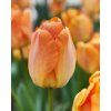 tulipa daydream