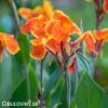 oranzovozluta Dosna Canna Taroudant 3